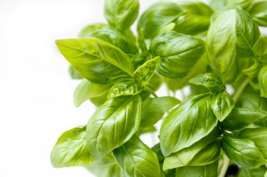 Beyaz arka planda izole edilmiş taze yeşil fesleğen yapraklarından yakın çekim..