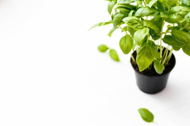 Taze sulu aromalı fesleğen, beyaz arkaplanda fotokopi alanı olan bir kapta.