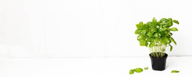 Beyaz arka planda taze fesleğen. Yeşil fesleğen. Yemek arkaplanı. Uzun bayrak