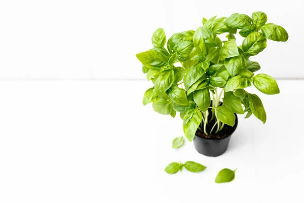 Fresh basil herb growing in a po
