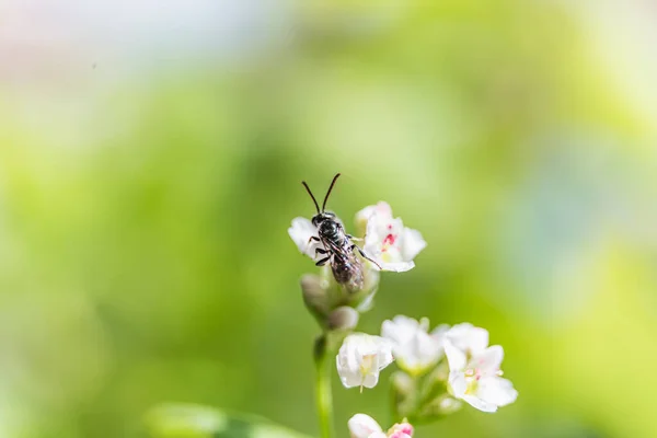 A small bee on a flower, a bee sucking on a nectar on a flower