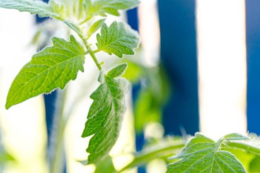 Mini kiraz domatesleri, balkon bahçesindeki saksıda yetişiyor. 