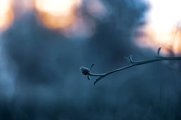 Thistle Wallpaper Dark Tones — Stock Photo, Image