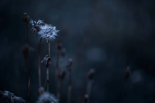 Nahaufnahme Eines Weißen Löwenzahns Auf Einem Feld Der Natur Vor — Stockfoto