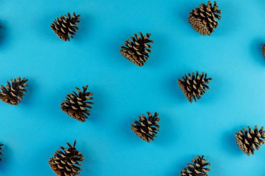 Mavi arka planda firavun ağacı konileri. Noel teması.