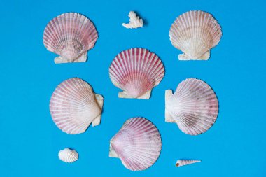 Mavi arka planda büyük deniz kabukları