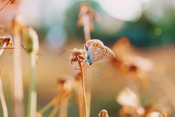 Mariposa Jardín Simple Sobre Flores Secas Verano Fondo Naturaleza — Foto de Stock