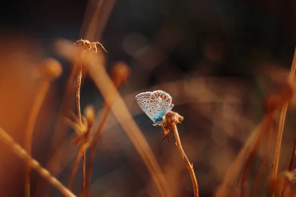 乾燥した夏の花にシンプルな庭蝶 自然背景 — ストック写真