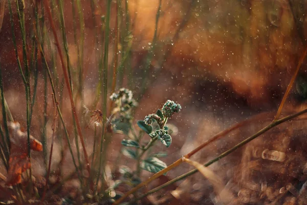 Doğa Arka Planı Bokeh Çiçekli Duvar Kağıdı — Stok fotoğraf