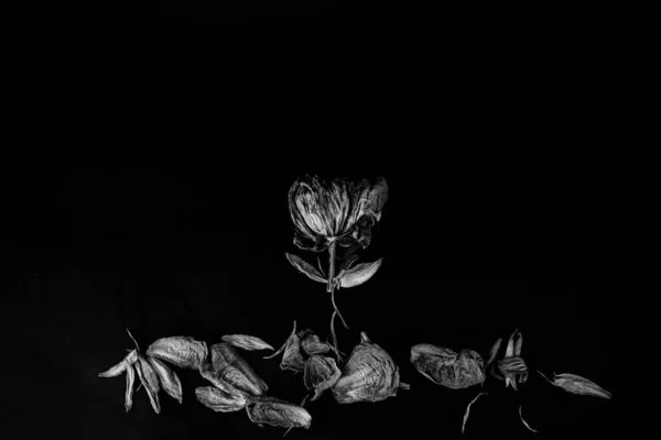 Fotos Blanco Negro Flores Secas Sobre Fondo Negro Con Grano — Foto de Stock