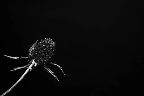 Black White Fine Art Photos Dried Flowers Black Background Grain — Stock Photo, Image