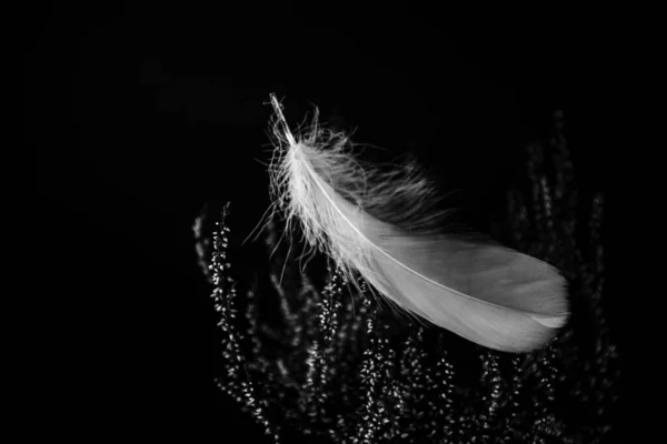 Black White Fine Art Photos Feathers Black Background Grain — Stock Photo, Image