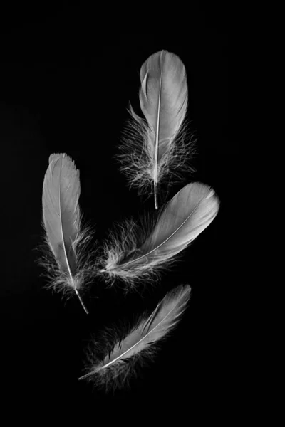 Black White Fine Art Photos Feathers Black Background Grain — Stock Photo, Image