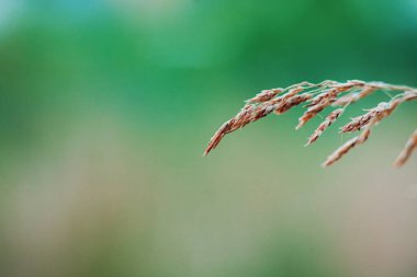 Gün batımında çiçekli doğa arkaplanı 