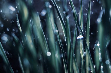 Gün batımında çiçekli doğa arkaplanı 