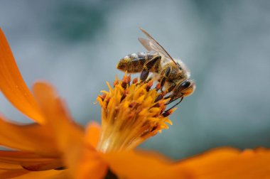 Turuncu bir çiçeğin üzerindeki arı