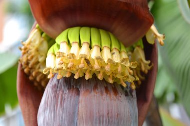 Küçük muz muz çiçek içinde büyüyen.