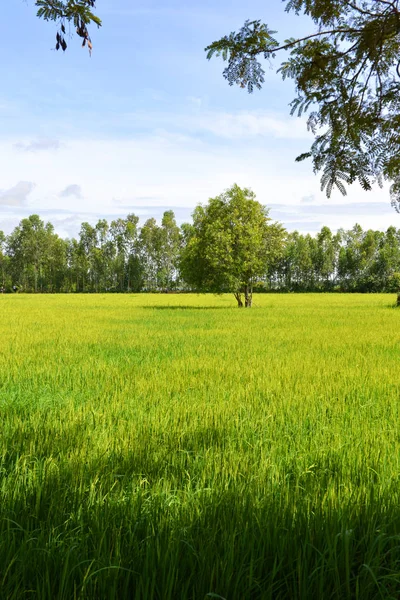 柬埔寨稻田里的树木 — 图库照片