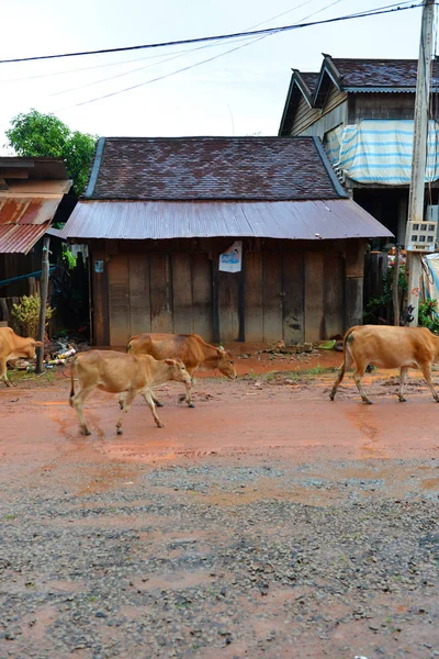 Chemin Terre Dans Petit Village Province Kampong Thom Cambodge — Photo