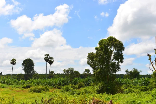 Vista Del Campo Camboya —  Fotos de Stock