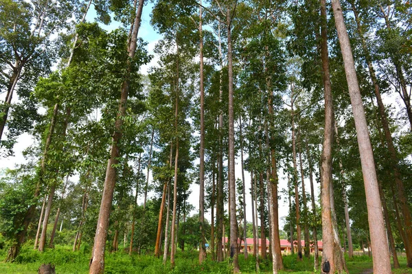 Высокие Деревья Сельской Местности Камбоджи — стоковое фото