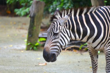 Zebra Singapur Hayvanat Bahçesi 'nde..