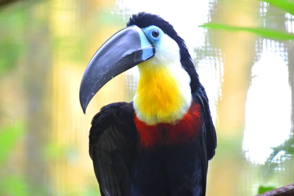 Singapur Hayvanat Bahçesi'nde Toucan.