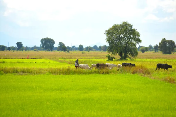 Vista Del Campo Camboya Fotos De Stock