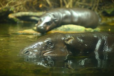Singapur hayvanat bahçesindeki su aygırı..