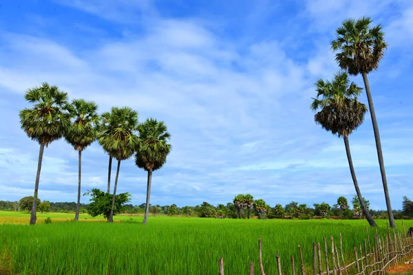 柬埔寨磅同省稻田 — 图库照片