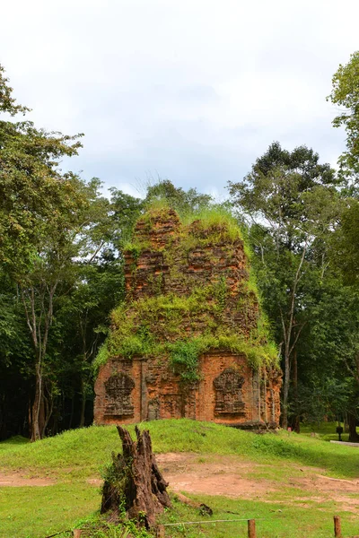 캄보디아 시골에 다자란 — 스톡 사진