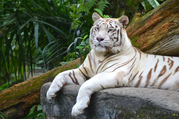 Tigre Branco Descansando Uma Rocha Fotos De Bancos De Imagens
