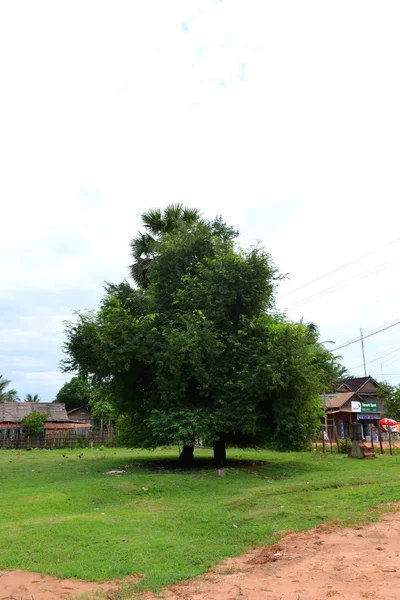 Ein Großer Baum Der Kambodschanischen Landschaft — Stockfoto