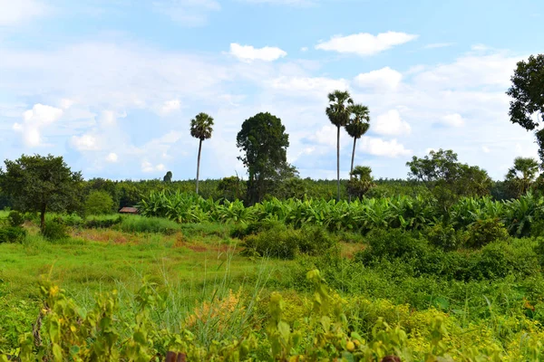 Ein Reisfeld Der Kambodschanischen Landschaft — Stockfoto