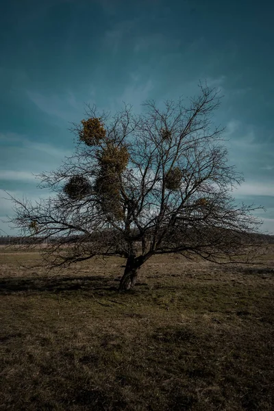 Vue Arbre Sur Fond Bleu Ciel Nuageux — Photo