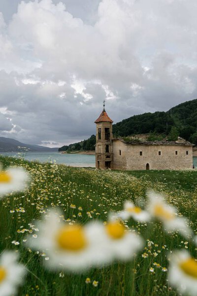 ромашки цветы луг и старая церковь на озере в Македонии
