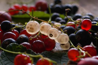Frenk üzümü, kuşüzümü, eski ahşap masada yaprakları olan beyaz frenk üzümü.
