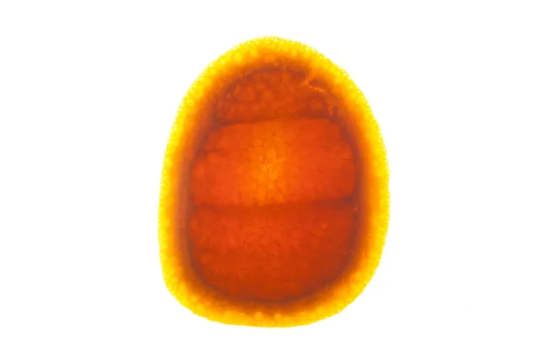 Κοντινό Πλάνο Του Πορτοκαλί Φέτα Backlite Στο Λευκό Backround Μακρουφή — Φωτογραφία Αρχείου