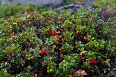 Yaban mersini çalılığı Murmansk Ormanı