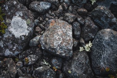 Taşları ve kayaları yosunlar ve kertenkelelerle kapatın. Arktik bitki örtüsü.