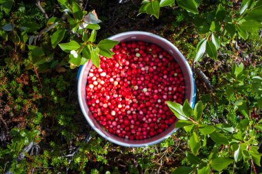 Ormandaki en iyi yaban mersini tenceresi.