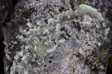 Yosun ve zambaklı kaya dokuları. Arktik bitki örtüsü.