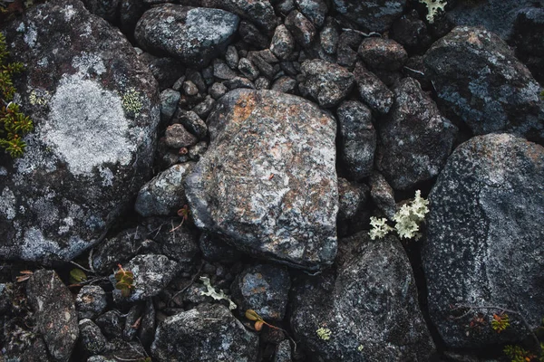 Taşları ve kayaları yosunlar ve kertenkelelerle kapatın. Arktik bitki örtüsü.