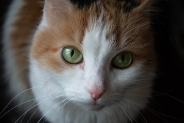 Yeşil gözlü genç bir kedi örnek alıyor.