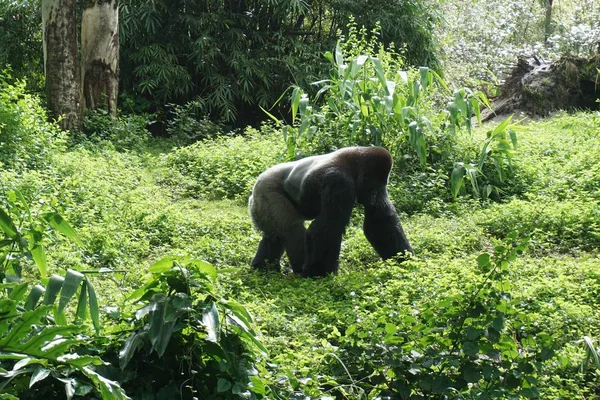 Alpha Male Difficile Concentrarsi Con Gorilla Argentato Pochi Metri Distanza — Foto Stock