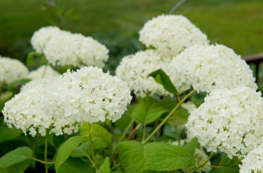 Beyaz çiçek bahçesinde