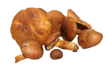 Mashrooms taze kompozisyon detayları ile