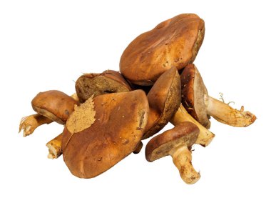 Mashrooms taze kompozisyon detayları ile