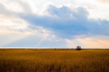 Güzel manzara - sarı çim, deniz, bulutlu gökyüzü, Güneş ışınları dar kayış.