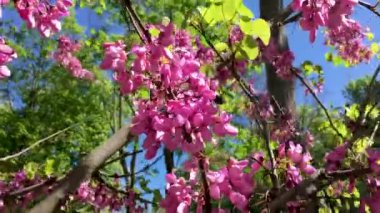 Büyük siyah bumble bee bir pembe çiçekli ağaç pollinates